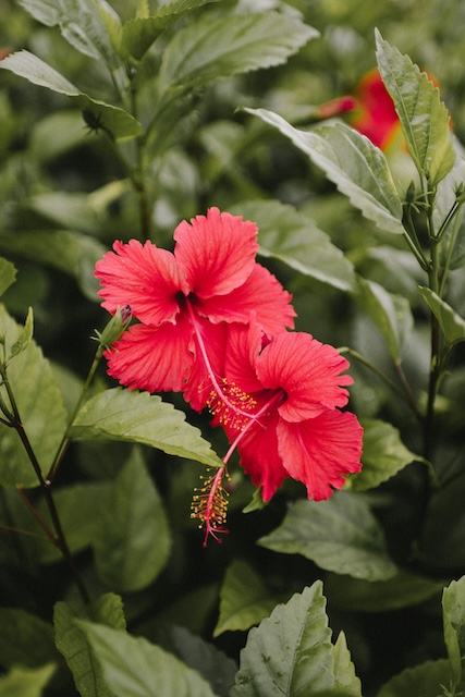 fleur-hibiscus-infusion