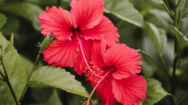 fleur-hibiscus